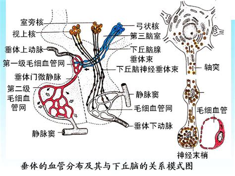 脈象 弦細|中醫診斷學/病理性脈象